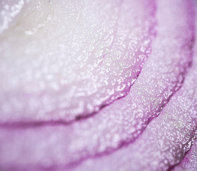 Sliced red onion macro shot