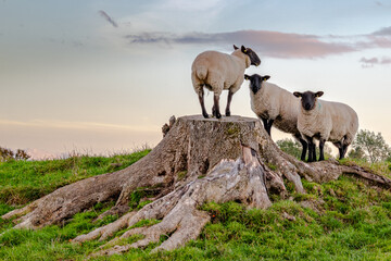 curious sheeps resting on large stump at sunset