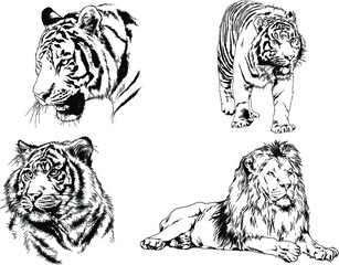 vector drawings sketches different predator , tigers lions cheetahs and leopards are drawn in ink by hand , objects with no background