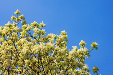 Flowering tree against  blue sky on sunny spring day.  Branches of flowering ash tree ( Fraxinus ornus ). Copy space