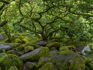 Twisted, gnarled dwarf oak trees growing among rocks in a mossy wood