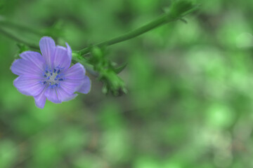 Obraz premium flower in the garden