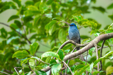 Nilgiri Flycatcher perched on Tree
