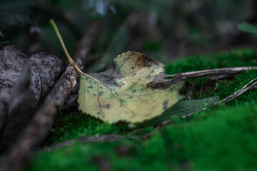 leaf in the woods