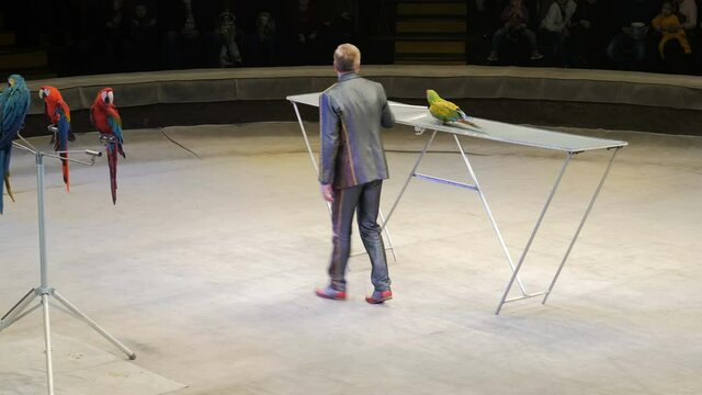Performance of a perrot trainer in a circus