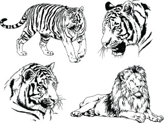 vector drawings sketches different predator , tigers lions cheetahs and leopards are drawn in ink by hand , objects with no background