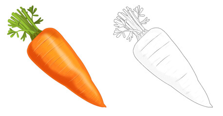 cartoon sketch scene vegetable looking carrot illustration