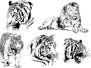 vector drawings sketches different predator , tigers lions cheetahs and leopards are drawn in ink by hand , objects with no background