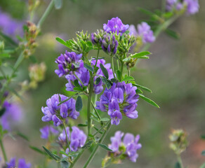 The field is blooming alfalfa