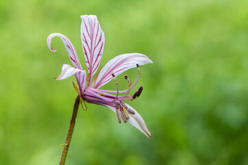 Single pink flower from a herbaceous perennial dictamnus albus  in the wild