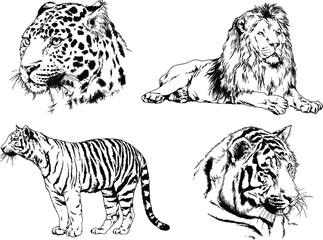 vector drawings sketches different predator , tigers lions cheetahs and leopards are drawn in ink by hand , objects with no background