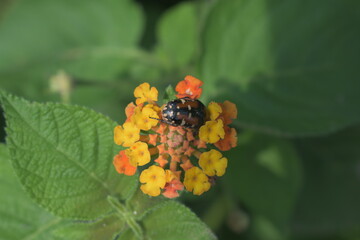 ladybird on a flower