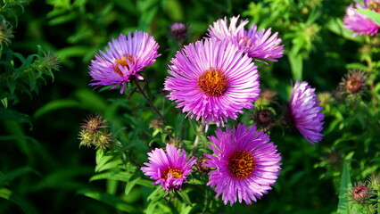 schöne lila Blumen blühen zahlreich im herbstlichen Garten in der Sonne