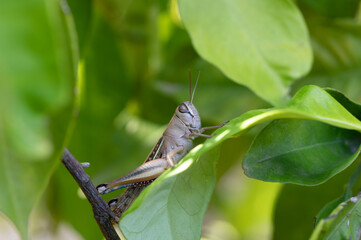 Grasshopper on green leaf in tropical rain forest. grashopper in green nature