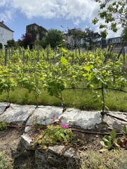 Vigne de Montmartre, Paris