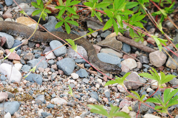 Snake Stock Photos. Snake close-up profile view with a background of coloured foliage, gravel in its environment and surrounding. Image. Picture. Portrait.