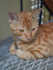Domestic Indian striped kitten. Cute young cat isolated with their original background. Indoor pets, veterinary and advertising concept. Detailed outdoor close-up.