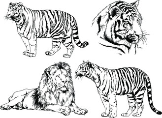 vector drawings sketches different predator , tigers lions cheetahs and leopards are drawn in ink by hand , objects with no background