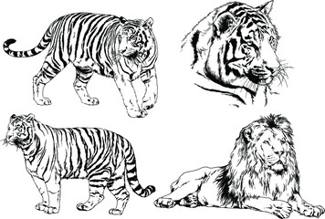 vector drawings sketches different predator , tigers lions cheetahs and leopards are drawn in ink by hand , objects with no background