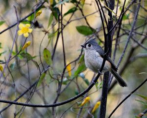 Titmouse stock photos. Titmouse close-up profile view perched on a branch with yellow flowers and blur background in its environment and habitat. Image. Picture. Portrait. 
