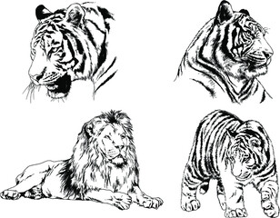 vector drawings sketches different predator , tigers lions cheetahs and leopards are drawn in ink by hand , objects with no background