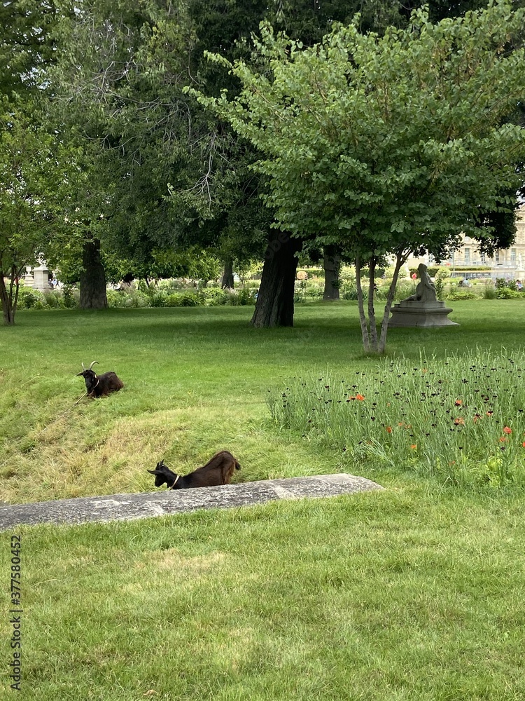 Wall mural Chèvres sur la pelouse du jardin des Tuileries à Paris