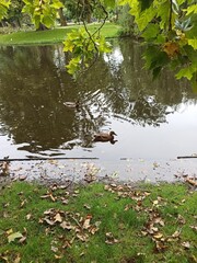 ducks on the lake