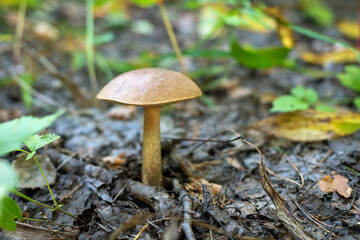 Mushroom Leccinum carpini in the autumn forest.