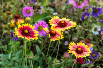 Bright gaillardia flowers in the summer garden.