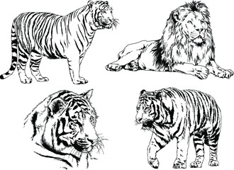 vector drawings sketches different predator , tigers lions cheetahs and leopards are drawn in ink by hand , objects with no background