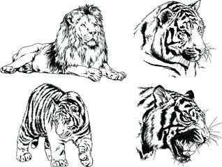 vector drawings sketches different predator , tigers lions cheetahs and leopards are drawn in ink by hand , objects with no background