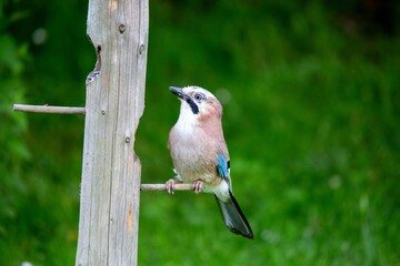 Eichelhäher am Pfahl