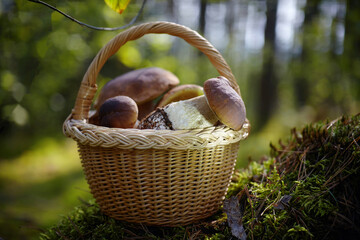 Mashrooms Boletus in wicker basket in forest. Organic food mashrooms.