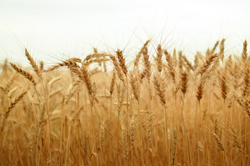 grain, wheat