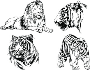 vector drawings sketches different predator , tigers, lions, cheetahs and leopards are drawn in ink by hand , objects with no background