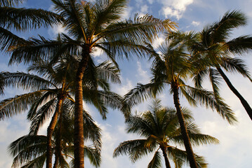 Fototapeta na wymiar Palm trees and sky in Hawaii