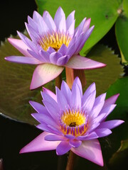 Lotus Flower pond paddies bloom purple yellow green