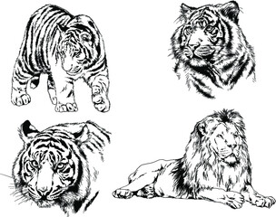 vector drawings sketches different predator , tigers, lions, cheetahs and leopards are drawn in ink by hand , objects with no background