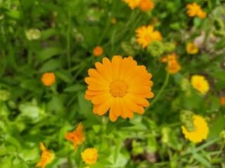 Beautiful and Natural Elegant Flowers you must look at