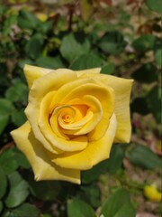 Beautiful and Natural Elegant Flowers you must look at