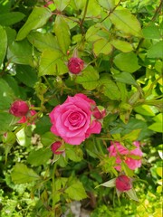 Beautiful and Natural Elegant Flowers you must look at
