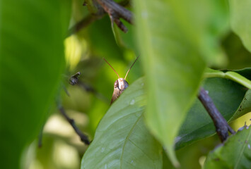 Head of Brown locust in the wild . Macro shot. head of grasshopper on green leaf