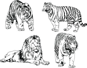 vector drawings sketches different predator , tigers, lions, cheetahs and leopards are drawn in ink by hand , objects with no background