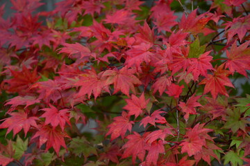 red leaves