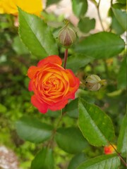 Beautiful and Natural Elegant Flowers you must look at