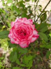 Beautiful and Natural Elegant Flowers you must look at