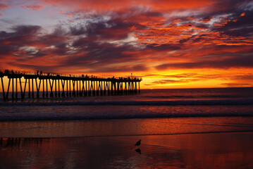Bird wades in surf at sunset