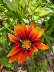 Beautiful and Natural Elegant Flowers you must look at