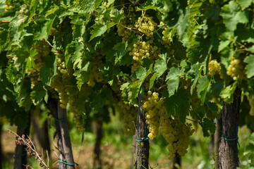 Fototapeta premium grapes in the vineyard.Bunch of grapes. White grape in the vineyard