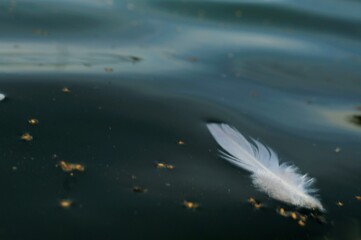 A feather in water